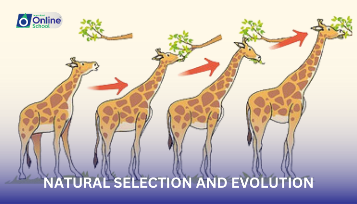 Lesson 14: Natural Selection and Evolution